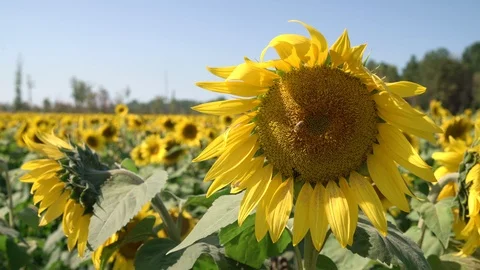 Bee Flying Around A Sunflower 4K Stock Footage 127005535