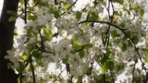 Bee Flying Around Sunlit Pear Blossoms Stock Footage 332207809