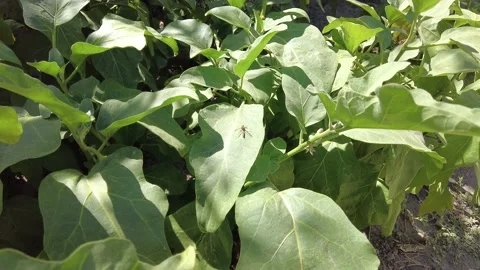 Bee flying around vegetables and flowers in garden lands on leaf. Stock Footage 219963077