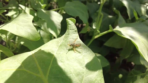 Bee flying around vegetables and flowers in garden lands on leaf. Stock Footage 220139672