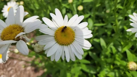 Bee Flying Around White Daisy Flowers in Slow Motion Stock Footage 346181831