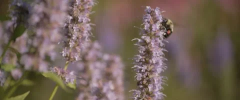 Bee Flying Away from Flower Video stock 202342585