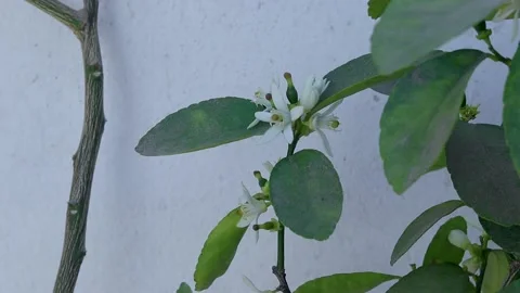 Bee flying away lemon flower Stock Footage 148693686