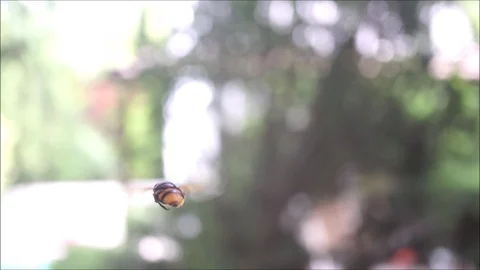 Bee flying at the backyard with blurry background. Video stock 91533004