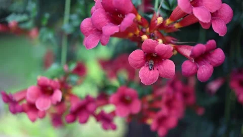 A bee flying into a beautiful Bignone or Campsis Grandiflora flower. Stock Footage 283471364