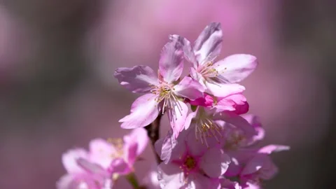 A bee flying in beautiful pink cherry blossom (Sakura tree) in the park. Stock Footage 152712960