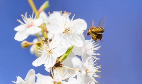 Bee flying, bee on the flower, Stock Photos