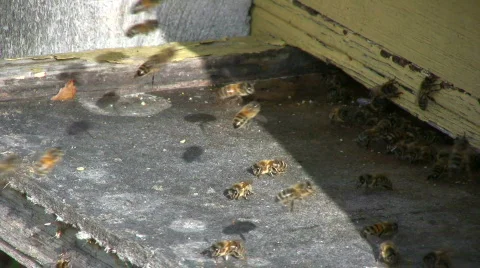 Bee flying into the bee hive 스톡 동영상 524079