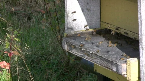 Bee flying into the bee hive Stock Footage 545128