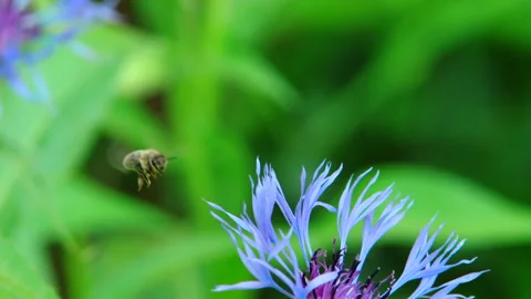 Bee flying behind a blue flower in slow motion Stock-Footage 114824401
