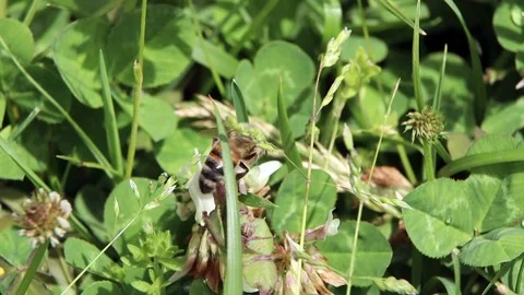 Bee flying between flowers and leaves Stock Footage 320999888