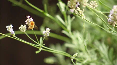 Bee Flying Between Lavender Flowers Stock-Footage 211774396