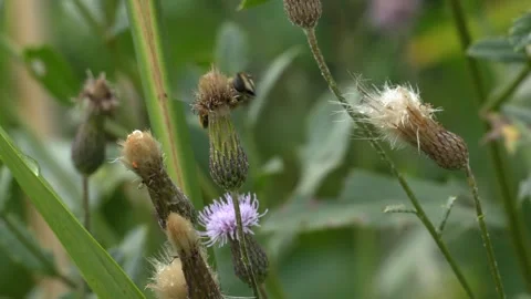 Bee Flying Between Wildflowers in a Meadow in 4K Slow Motion 库存影片 341582164