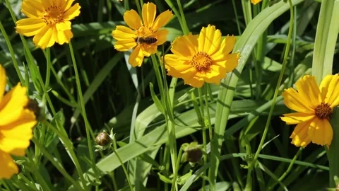 Bee flying between yellow flowers collecting nectar in garden Stock Footage 311011947