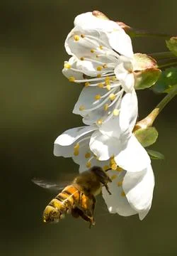 Bee flying to blossoming cherry tree Stock Photos