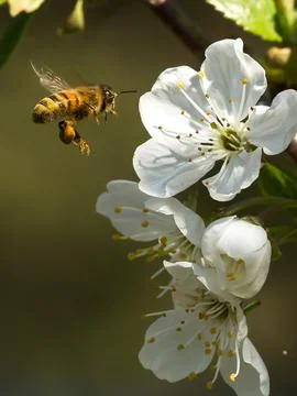 Bee flying to blossoming cherry tree Stock Photos