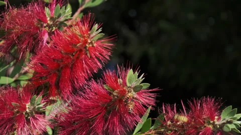 Bee flying on a bright-red Callistemon flower. Stock-Footage 219643232