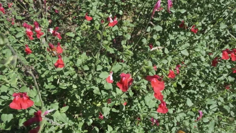 Bee flying on a bright-red flower, Close-up shot. Selective focus. Stock Footage 213645938
