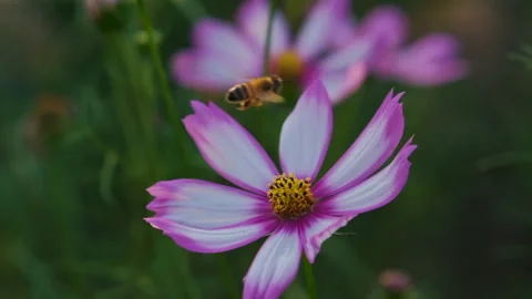 Bee flying collecting nectar from pollen white pink cosmos flowers Stock Footage 142703565
