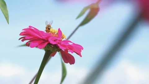 Bee flying collecting nectar from pollen white pink flowers Stock Footage 164476055