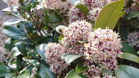 Bee Flying Collecting Pollen on Hind from Skimmia Japonica in the Park Stock Footage 152592212