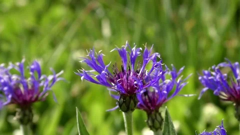 A bee flying from cornflower to cornflower (centaurea cyanus) Stock Footage 76769864