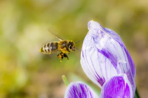Bee flying to a crocus flower Stock Photos