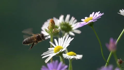 Bee, flying on daisy flowers. Stock Footage 270569262
