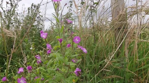 Bee flying to different flowers to collect pollen Stock-Footage 66777857