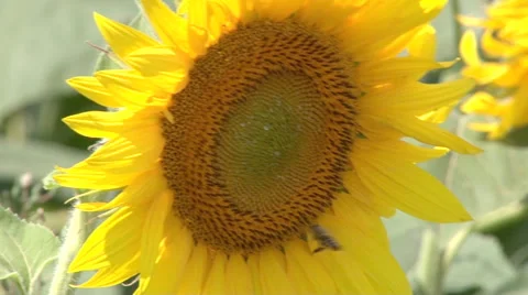 A bee flying down on a sunflower and collecting nectar Stock Footage 40703139