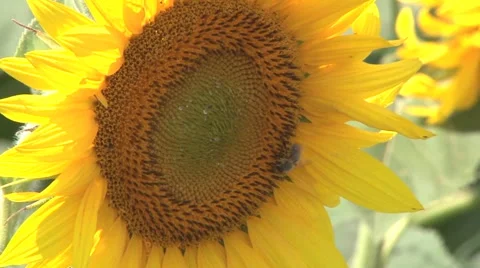 A bee flying down on a sunflower and collecting nectar Stockbeeldmateriaal 40714332