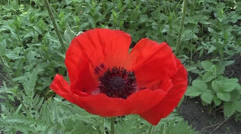 Bee flying to a flower, bee at work, Stock Footage 6002643