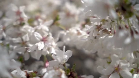 Bee Flying to flower Close up Shamong New Jersey 4k Video stock 274844313