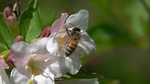 Bee, Flying on Flower. closeup view. Stock Footage 264764582