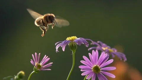 Bee, Flying on Flower. closeup view. Slow-motion. Видео 333322492
