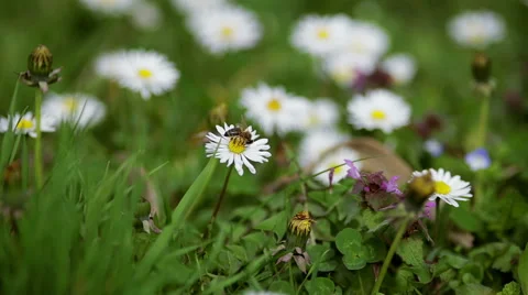 Bee flying from flower to flower of chamimile 스톡 동영상 62054844