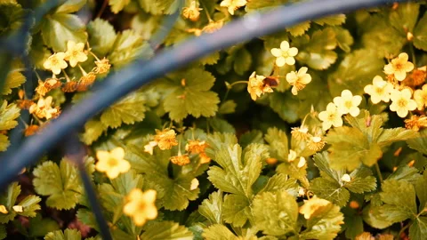 Bee flying from flower to flower Stock-Footage 146759795