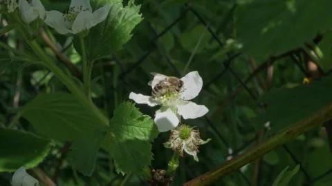 Bee flying from flower to flowers to spread pollen. Stock Footage 135585253