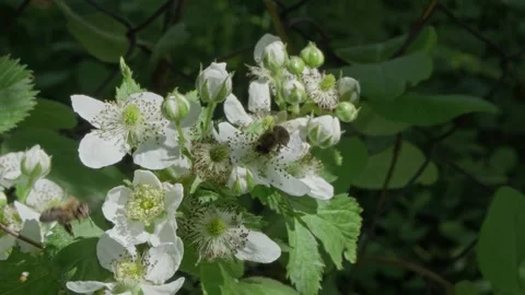 Bee flying from flower to flowers to spread pollen. Stock Footage 135585358