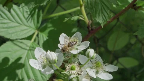 Bee flying from flower to flowers to spread pollen. Stock Footage 135585436