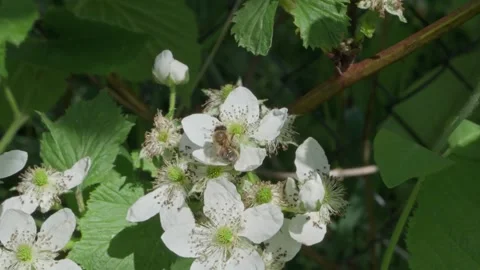 Bee flying from flower to flowers to spread pollen. Stock Footage 135805400