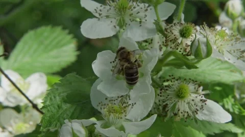 Bee flying from flower to flowers to spread pollen. Stock Footage 135935305