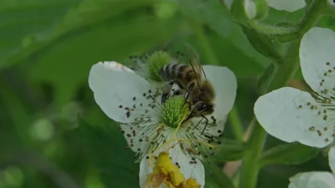 Bee flying from flower to flowers to spread pollen. Stock Footage 136097968