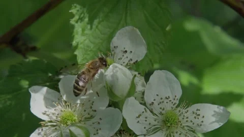 Bee flying from flower to flowers to spread pollen. Stock Footage 150859541