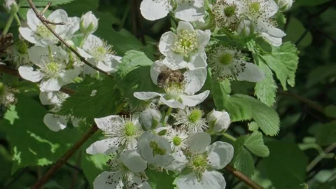 Bee flying from flower to flowers to spread pollen. Vídeo Stock 151046245