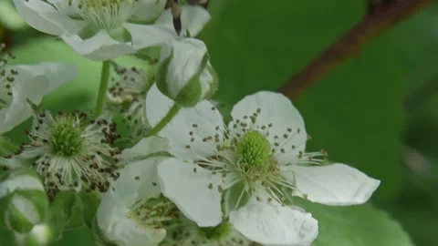 Bee flying from flower to flowers to spread pollen. Stock Footage 151134974