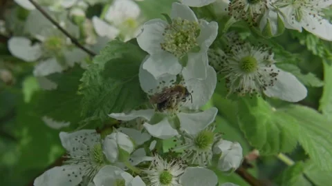 Bee flying from flower to flowers to spread pollen. Stock Footage 151198474