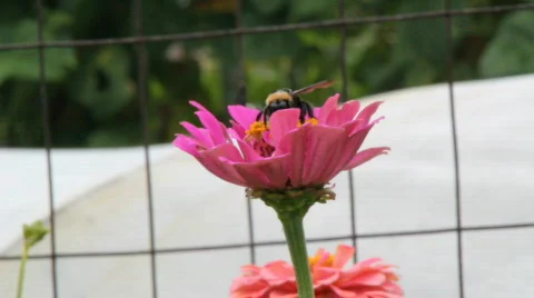 Bee flying from a flower Stock Footage 793429