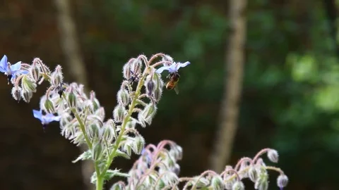 Bee flying on a flower Stock Footage 74440420