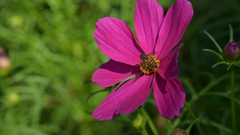 Bee flying in flower garden of spring season, morning scene in springtime Stock Footage 124464015